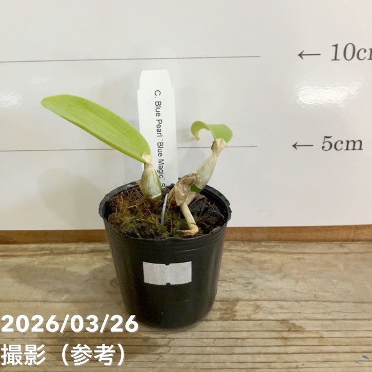 決算P5倍！8/2まで】ブルーカトレア ブルーマジック 2号｜洋蘭04-PA