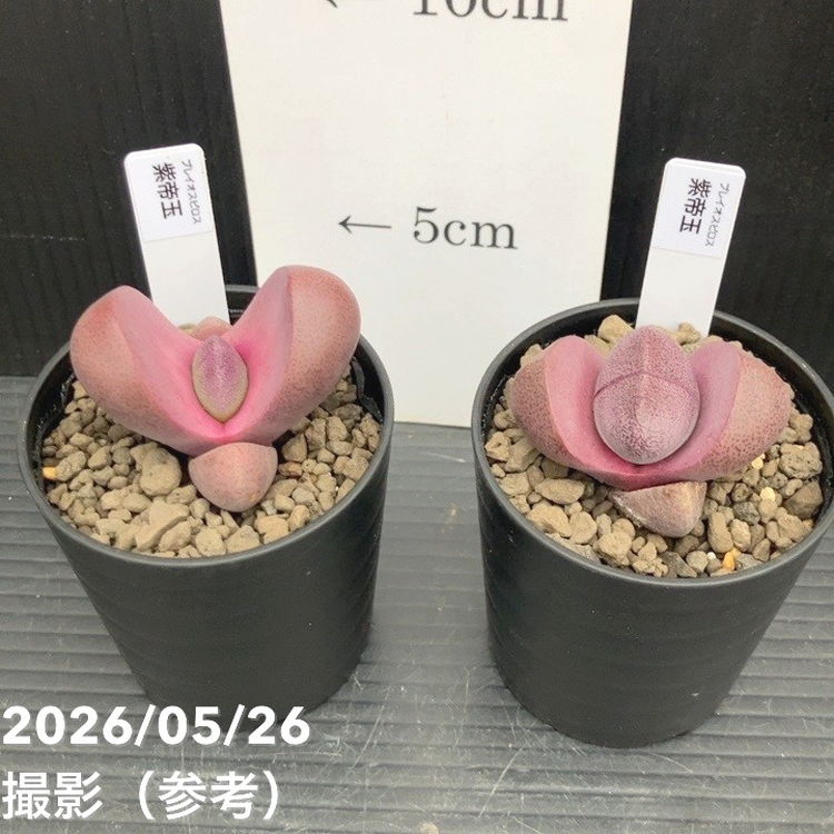 プレイオスピロス 紫帝玉 2.5号 2鉢セット｜観葉10-TU | 観葉・多肉