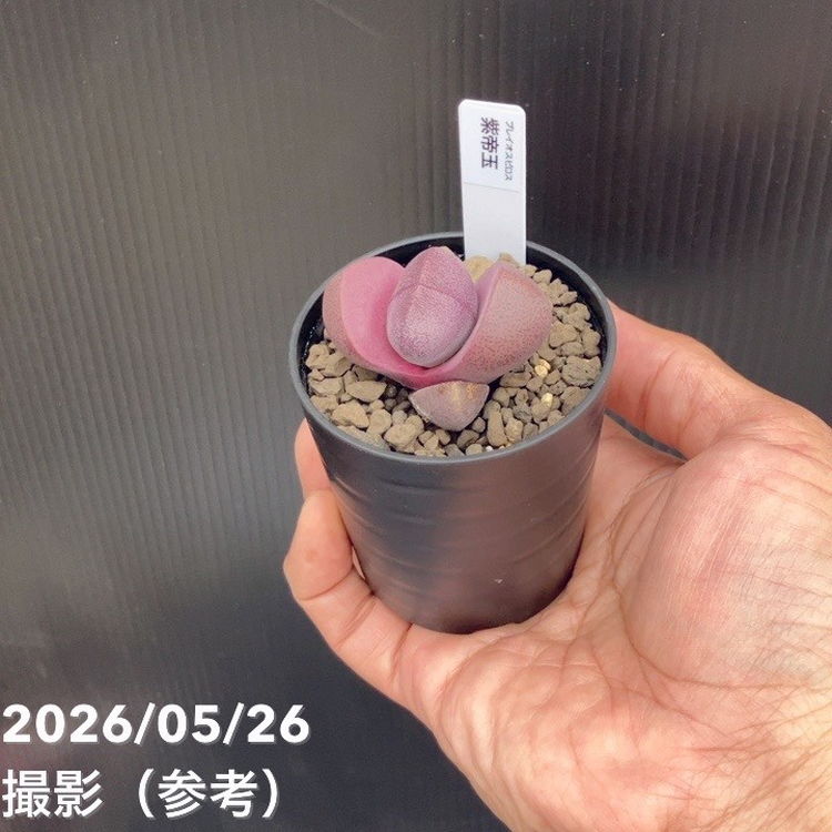 プレイオスピロス 紫帝玉 2.5号 2鉢セット｜観葉10-TU | 観葉・多肉