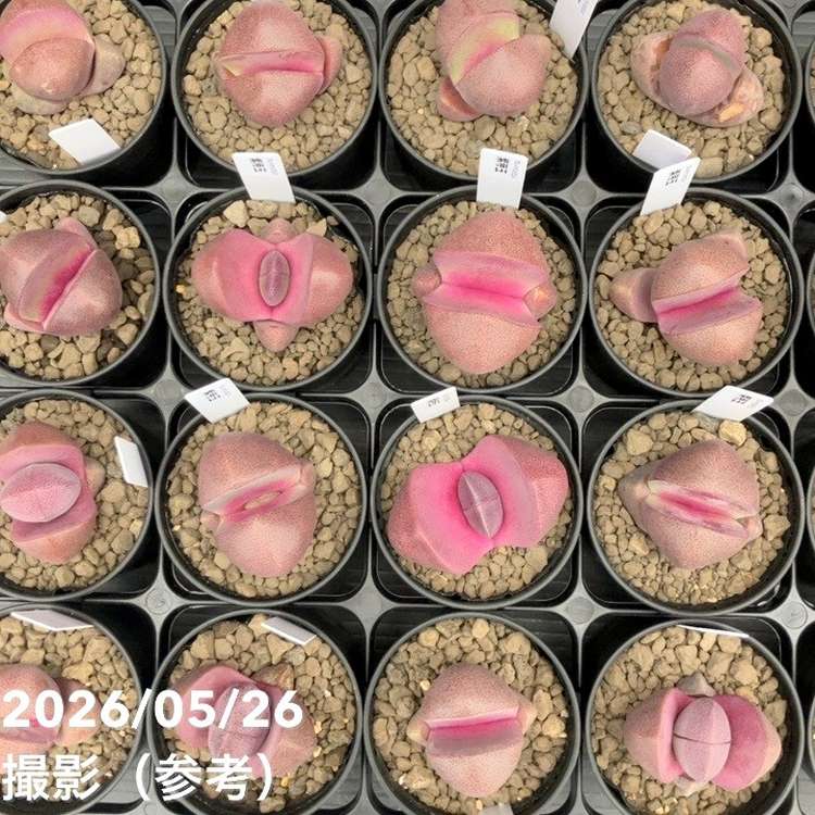 プレイオスピロス 紫帝玉 2.5号 2鉢セット｜観葉10-TU | 観葉・多肉
