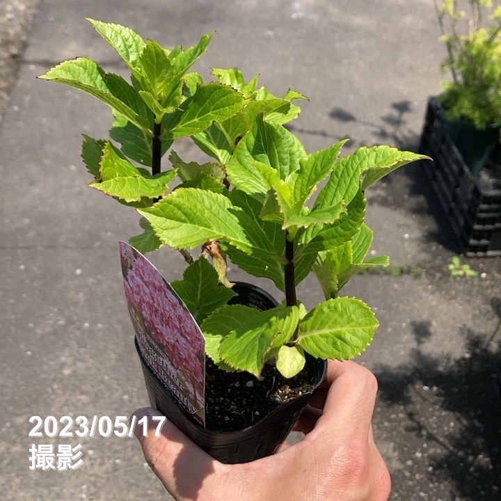 【参考】英字切り抜きとキュウイとミモザのシックなアレンジメント 英字切り抜きとキュウイとミモザのシックなアレンジメント
