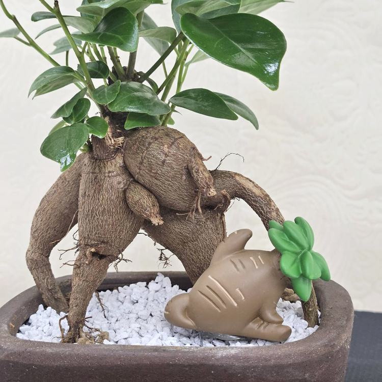 ちょっとグリーン（1）ガシュマル君＜幸せを呼ぶ木の小さな住人＞｜手