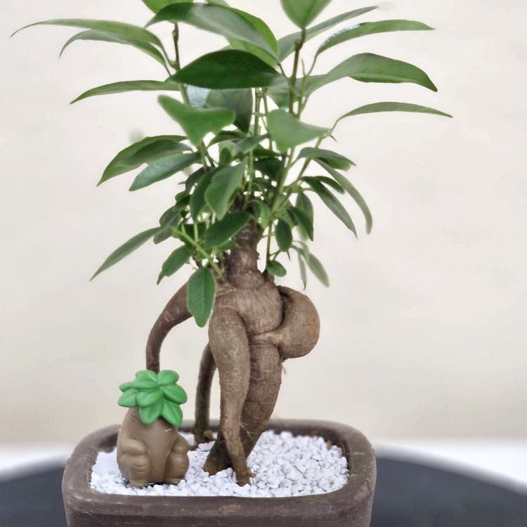 ちょっとグリーン（1）ガシュマル君＜幸せを呼ぶ木の小さな住人＞｜手