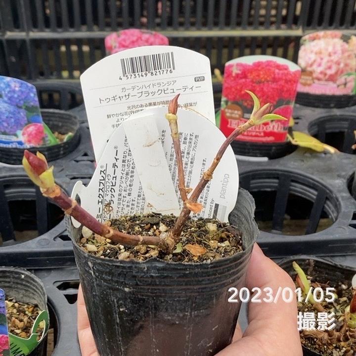 バラ咲き 高級アジサイ ユーミーシリーズ トゥギャザー ブラック