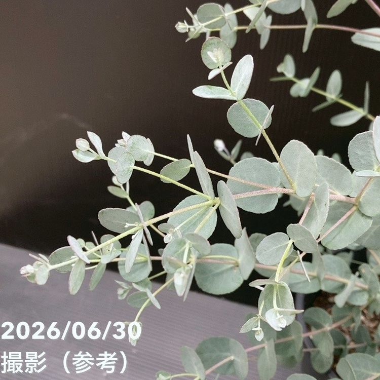 ユーカリ シルバードロップ 6号｜花木10-TU | 花木・庭木,[記念樹