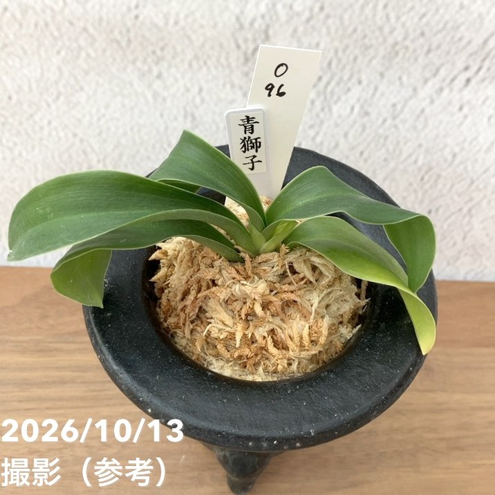 秋セール10%OFF！11/1まで】【現品お届け】豊明園 万年青 オモト 青