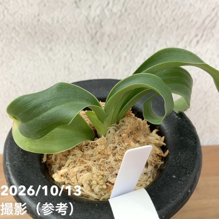 秋セール10%OFF！11/1まで】【現品お届け】豊明園 万年青 オモト 青