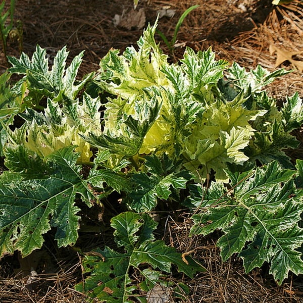 斑入りアカンサスモリス タスマニアンエンジェル 4号｜草花10-TU