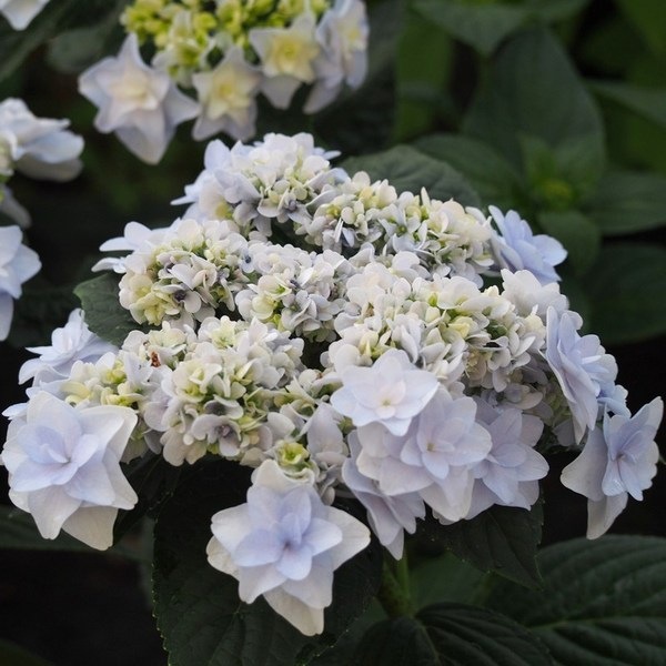加茂交配 魅惑のガーデンアジサイ ウェディングブーケ 花なしのため特価 アジサイ 赤塚植物園オンライン フラワーショップ 花の音