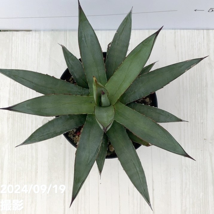 アガベ 3.5号 リトルシャーク Little Shark｜観葉01-D1 | 観葉・多肉