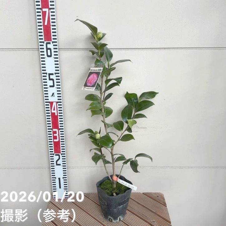 椿 ツバキ 4号 マーガレットデービス［こだわりの前田ナーセリー苗