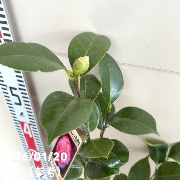 椿 ツバキ 4号 マーガレットデービス［こだわりの前田ナーセリー苗