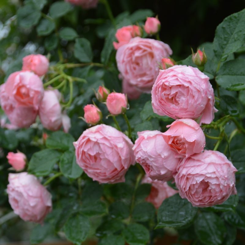 バラ大苗 ロマンティック・チュチュ 7号 ロサ・オリエンティス｜花木04