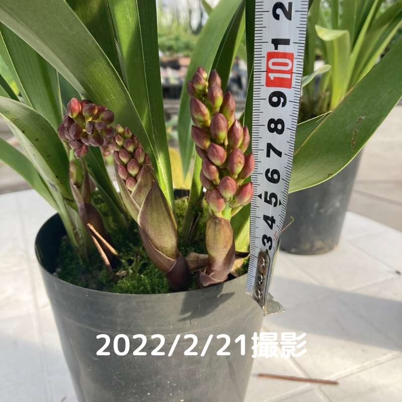 選べる配送時期 キンリョウヘン原種 常磐錦花芽2付、日月 2鉢セット