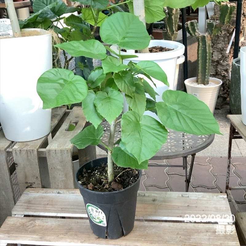フィカス ウンベラータ 5号 Pa 04観葉 観葉 多肉 赤塚植物園オンライン 花の音
