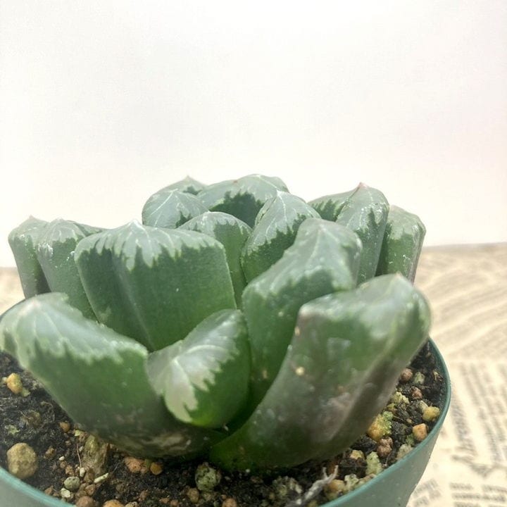 令和５年自宅産ハオルチア種子^ ^ 令和5年自宅産ハオルチア種子^ ^ Amazon.co.jp: 令和5