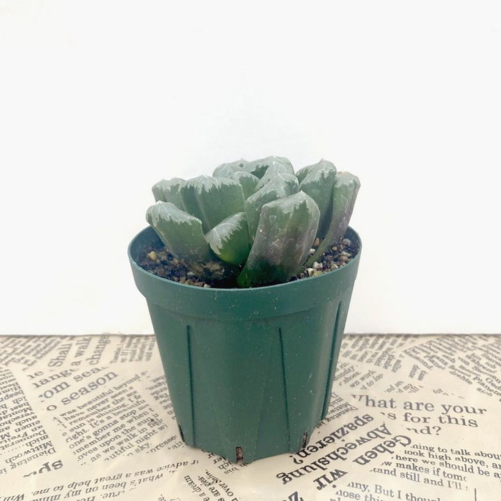 ハオルチア 2.5号 maughanii hyb［2-18］｜観葉02-D2 | 観葉