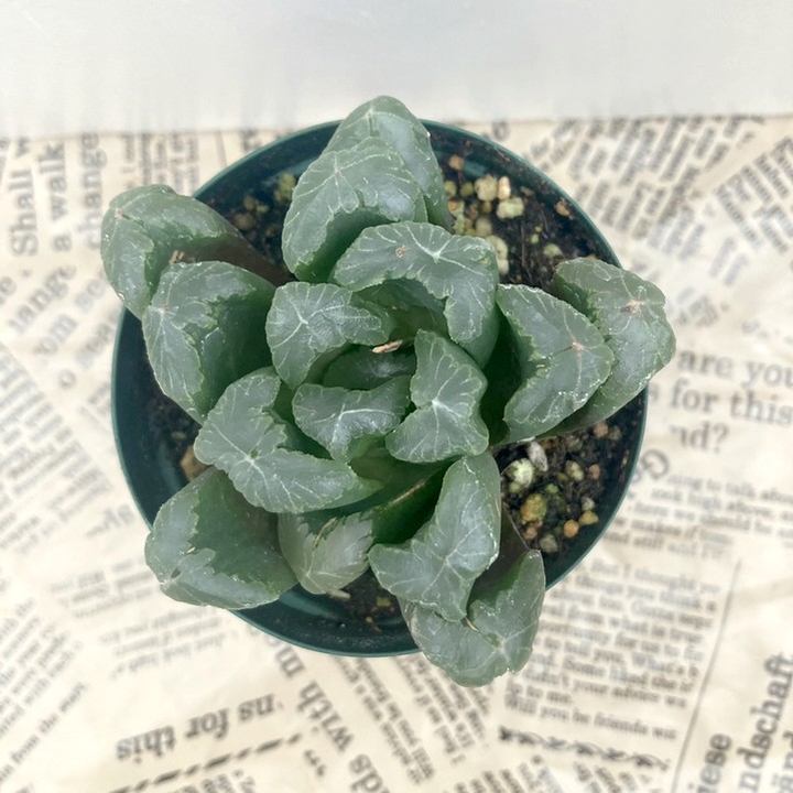 ハオルチア 2.5号 maughanii hyb［2-18］｜観葉02-D2 | 観葉