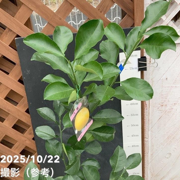 みかん 八朔 はっさく 5号ロングポット 2年生苗｜柑橘｜果樹04-PA