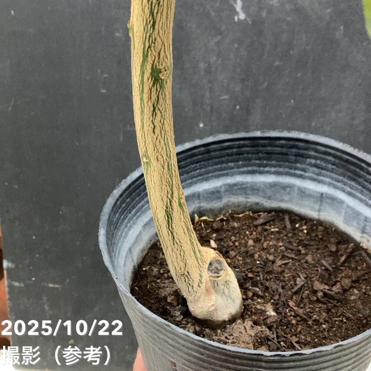 みかん 八朔 はっさく 5号ロングポット 2年生苗｜柑橘｜果樹04-PA