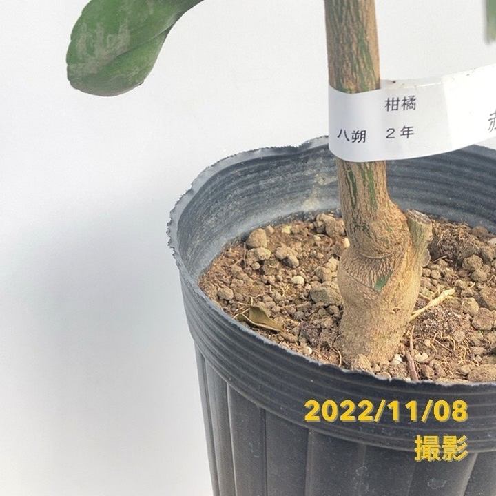 みかん 八朔 はっさく 5号ロングポット 2年生苗｜柑橘｜果樹04-PA