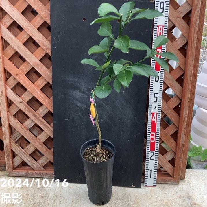 みかん 八朔 はっさく 5号ロングポット 2年生苗｜柑橘｜果樹04-PA