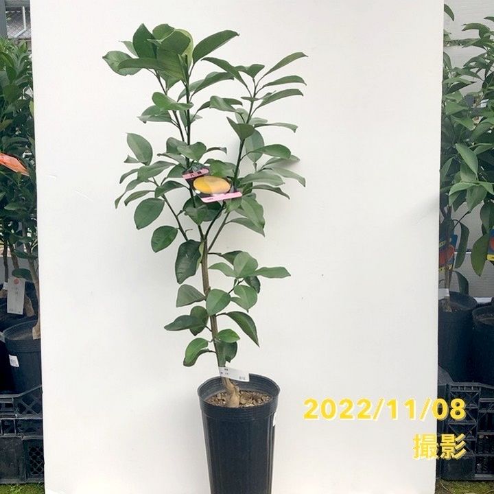 八朔 4年生 苗木 八朔 4年生 苗木 みかん 八朔 はっさく 5号ロングポット 2年生苗｜柑橘