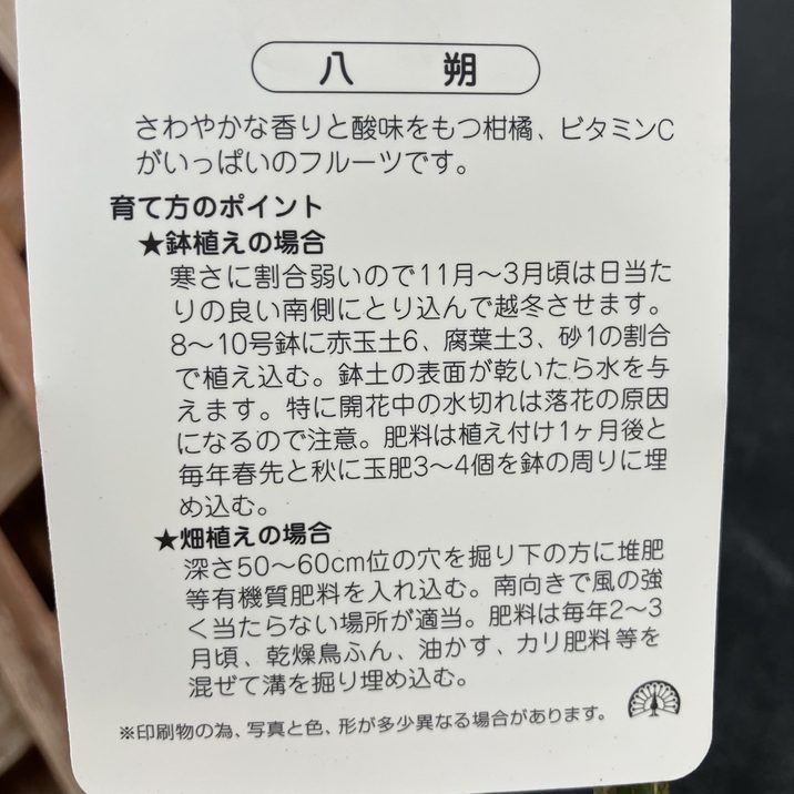 みかん 八朔 はっさく 5号ロングポット 2年生苗｜柑橘｜果樹04-PA