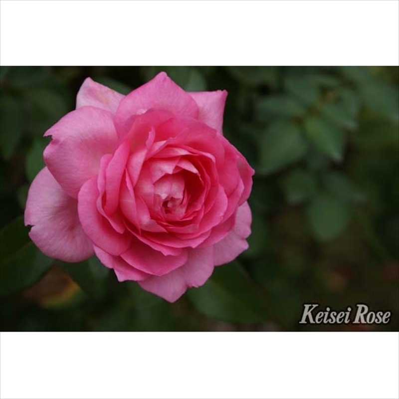 バラ大苗 ビバリー 4.5号ロングポット 京成バラ園芸｜花木04-PA | 花木