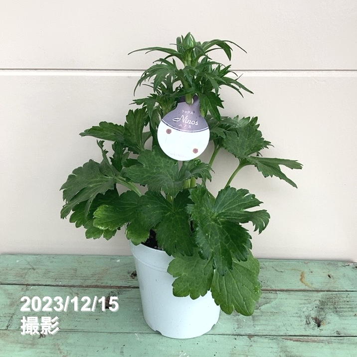 ラナンキュラス ラックスシリーズ 5号 ニノス｜草花04-PA | 草花