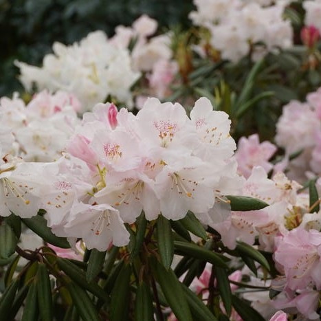 シャクナゲ 7号 赤星 アカボシ｜花木03-D3 | 花木・庭木,シャクナゲ