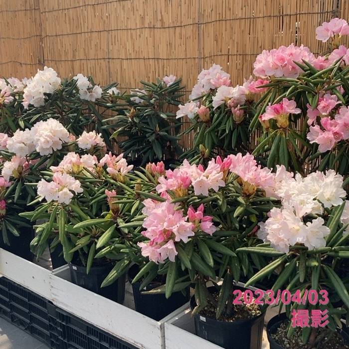 シャクナゲ 7号 赤星 アカボシ｜花木03-D3 | 花木・庭木,シャクナゲ