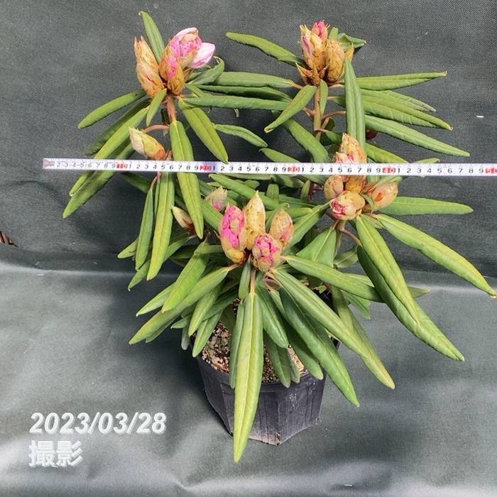 シャクナゲ 7号 赤星 アカボシ｜花木03-D3 | 花木・庭木,シャクナゲ