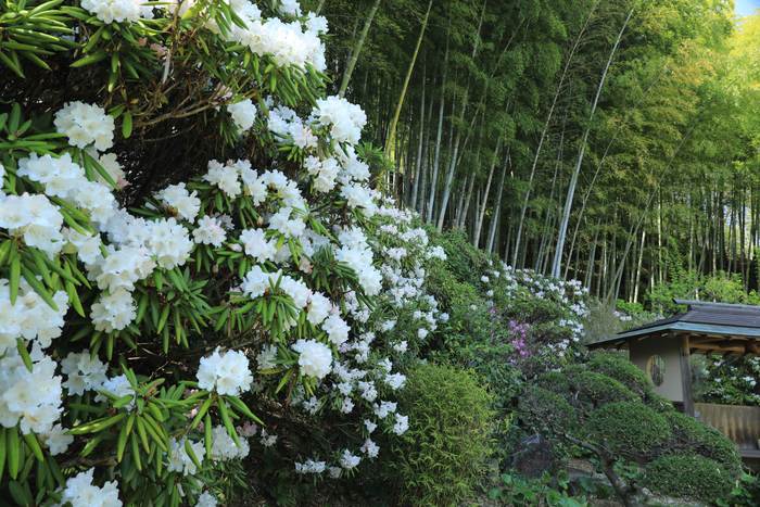 シャクナゲ 7号 赤星 アカボシ｜花木03-D3 | 花木・庭木,シャクナゲ