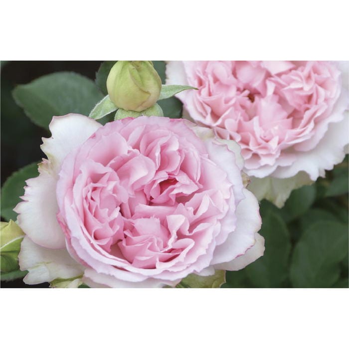 バラ新苗 フォー シーズンズ 4号 ロサ・オリエンティス｜花木04-PA