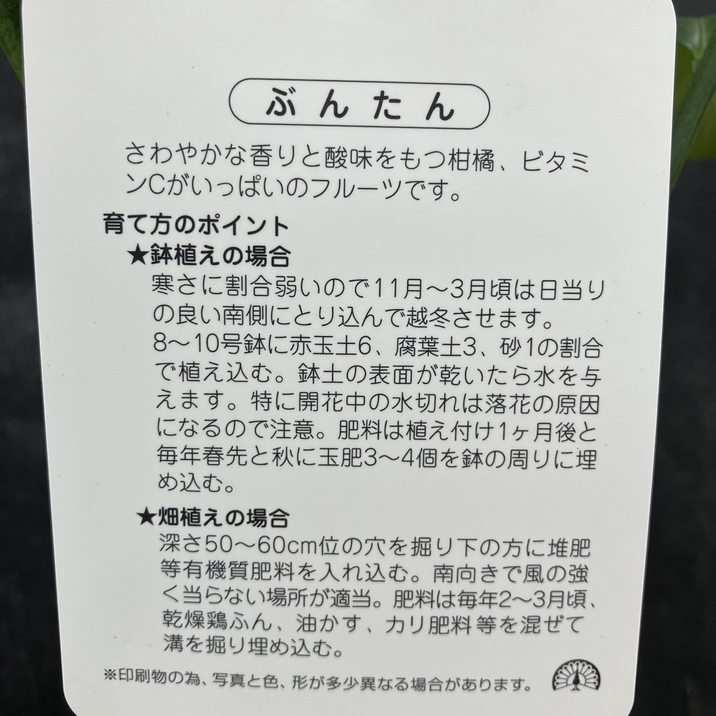 土佐文旦 とさぶんたん パールカン 5号ロングポット 2年生苗|柑橘|果樹04-PA