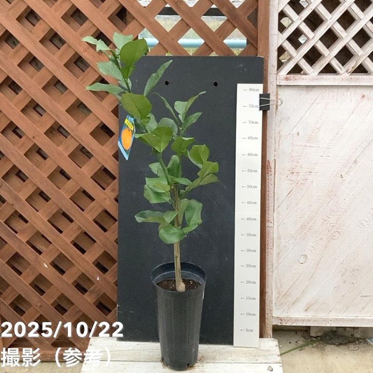 紅まどか 約1.3m 現品発送 特大株 植木苗木大苗 中晩柑 文旦 ぶんたん