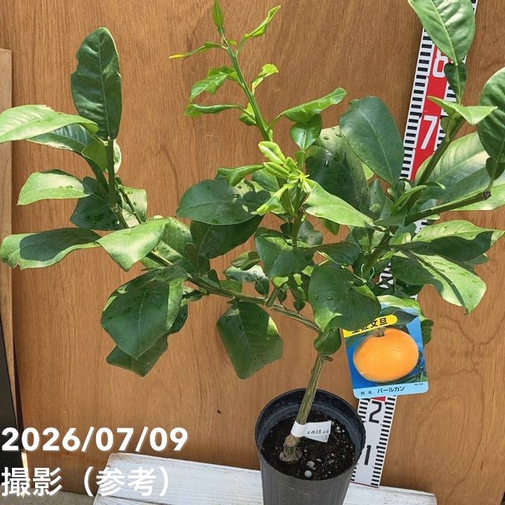 ぱん様明日発送 決算P5倍！8/2まで】土佐文旦 とさぶんたん パールカン 5号ロング