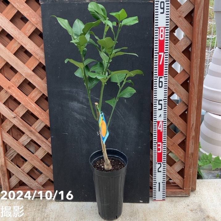 土佐文旦 とさぶんたん パールカン 5号ロングポット 2年生苗｜柑橘