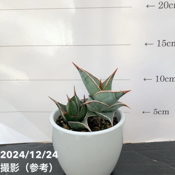 期間限定10%OFF!】サンスベリア 3号 ピンギキュラ(子株1個付き)白 期間限定10%OFF!】サンスベリア 3号 ピンギキュラ(子株1個付き)白