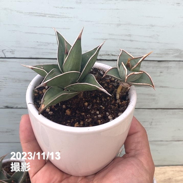 サンスベリア ピングイキュラ 1 陶器鉢 お皿付き 現品お届け】サンスベリア 5号 ピンギキュラ 充実株 白陶器鉢