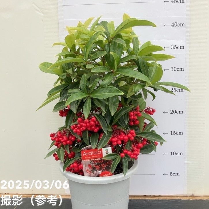 万両 マンリョウ レッドベリーズ 5号｜観葉10-TU | 花木・庭木 | 赤塚
