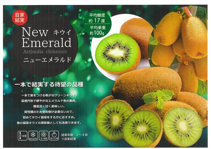 1本で実がなる!キウイフルーツ ニューエメラルド 4号|果樹04 1本で実がなる!キウイフルーツ ニューエメラルド 4号|果樹04