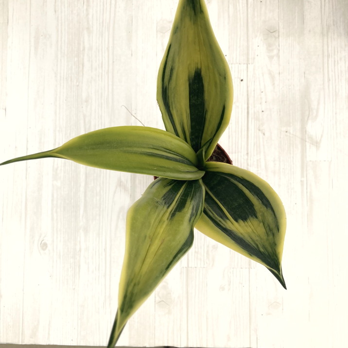 サンスベリア 3号 ゴールデンフレーム 生産鉢仕様｜観葉02-D2 | 観葉  