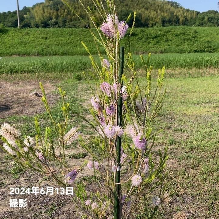 メラレウカ アルミラリスピンク 8号 ※お届けに10日程度かかる場合が