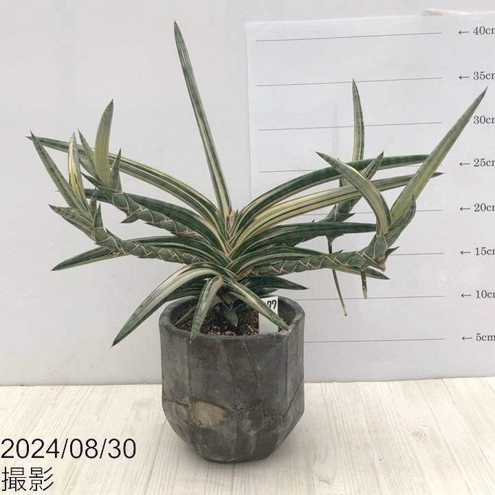現品お届け 】サンスベリア 5号 Lav.1970 斑入り（クランプ付き）陶器 