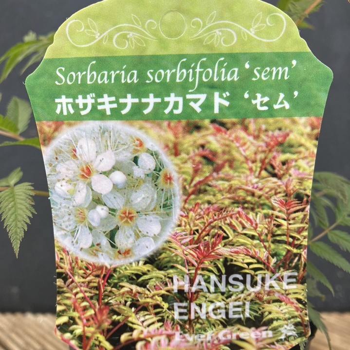 ホザキナナカマド セム 3号×2鉢セット|花木04-PA