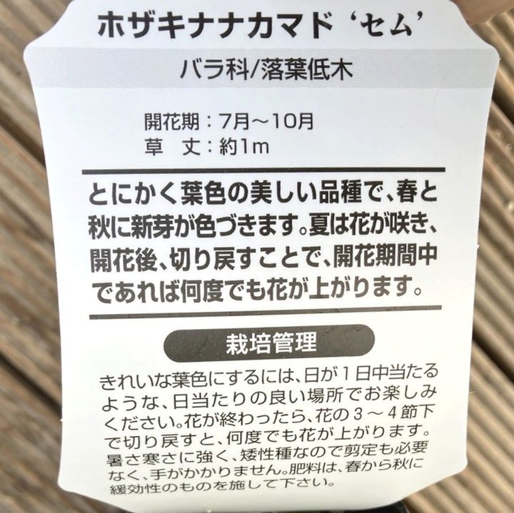 ホザキナナカマド セム 3号×2鉢セット|花木04-PA