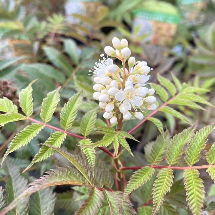 ホザキナナカマド セム 3号×2鉢セット|花木04-PA