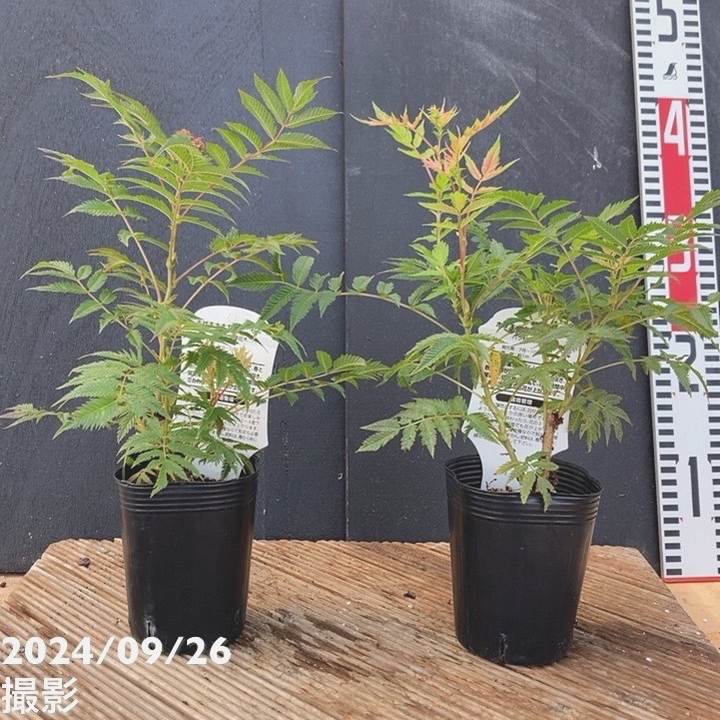 ホザキナナカマド セム 3号×2鉢セット|花木04-PA